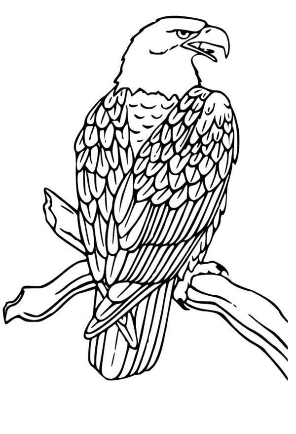 Bald Eagle Drawing Coloring Page - NetArt