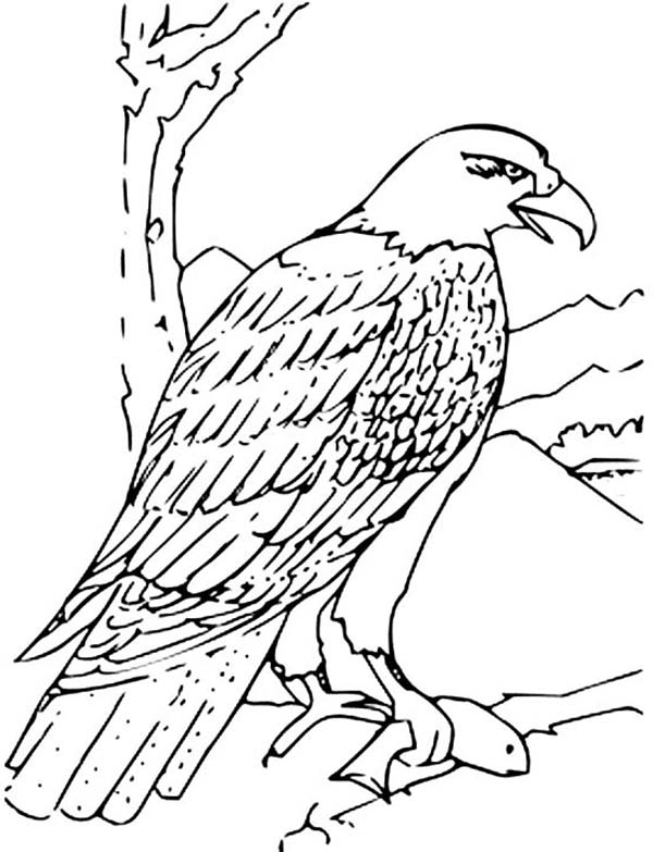 eagle holding a fish coloring pages - photo #17