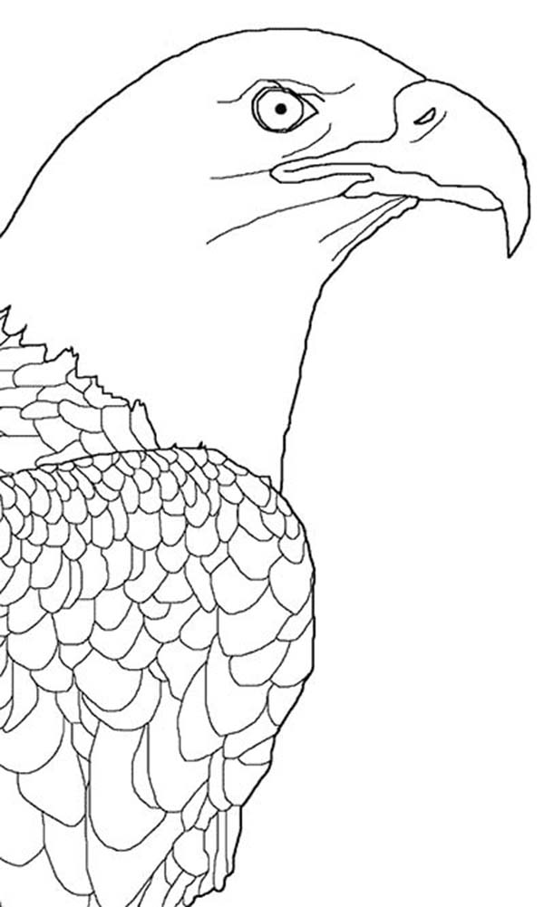 Bald Eagle Picture Coloring Page - NetArt