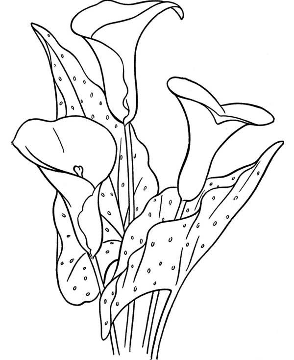 calla flowers coloring pages - photo #3