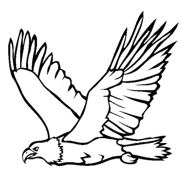 Great Flying Bald Eagle Coloring Page - NetArt