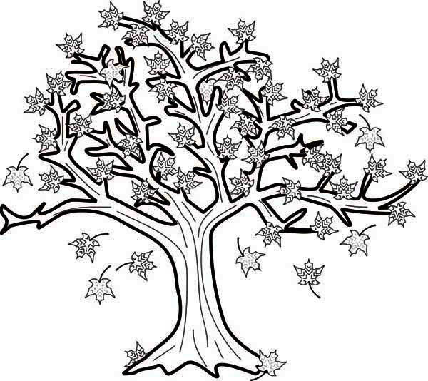 Maple Tree in Fall Leaf Coloring Page - NetArt