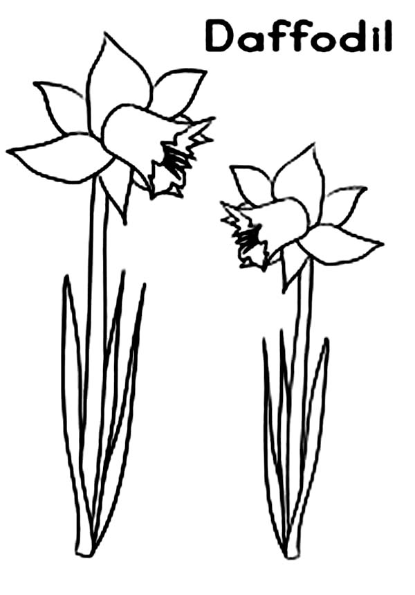 daffodil flower coloring pages - photo #37