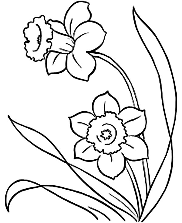 daffodil flower coloring pages - photo #28