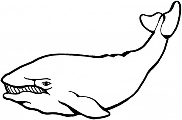Smiling Blue Whale Coloring Page - NetArt
