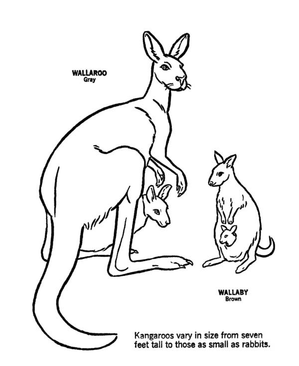 wallaby coloring pages - photo #12