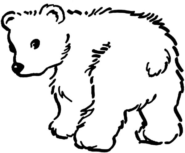 Little Baby Bear Coloring Page - NetArt