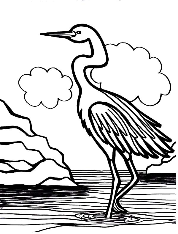 Crane Bird is Swamp Bird Coloring Pages - NetArt