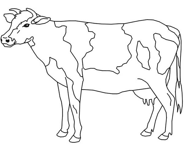 Cow Coloring Page for Kids - NetArt