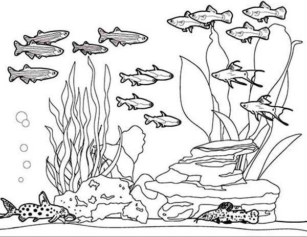 Amazing Picture of Fish Tank Coloring Page - NetArt