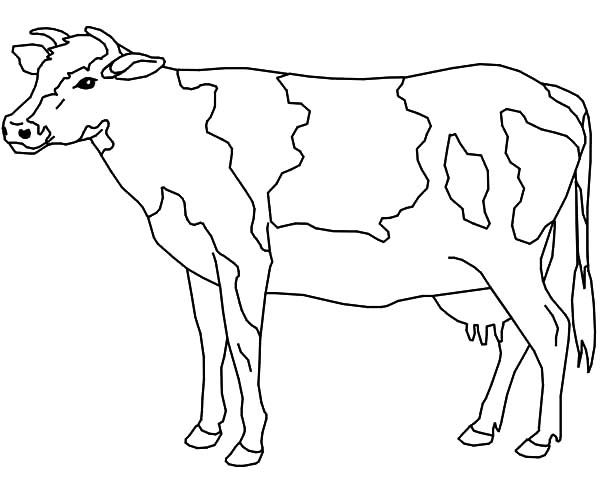 Dairy Cow | NetArt